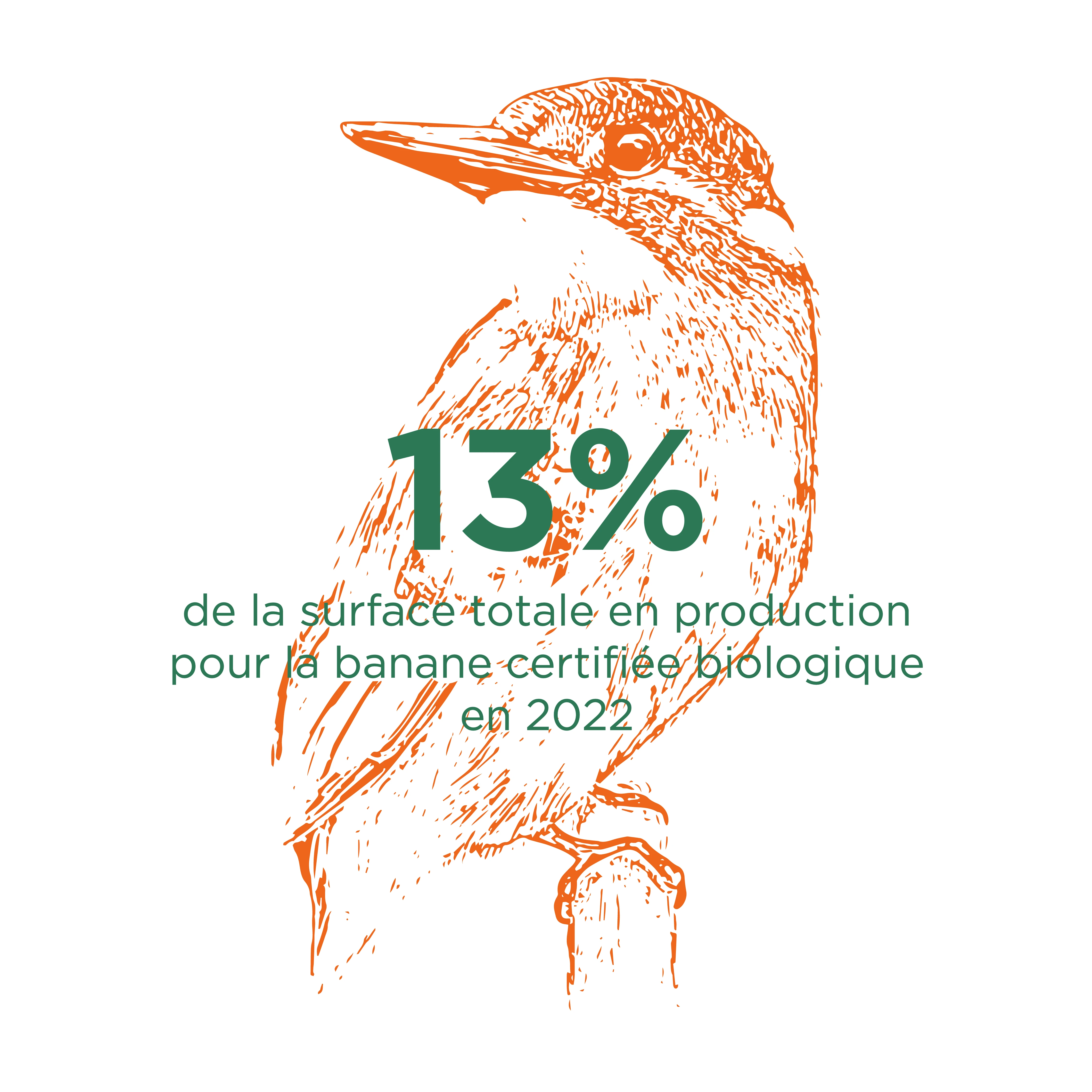 Surface totale en production pour la banane certifiée biologique 