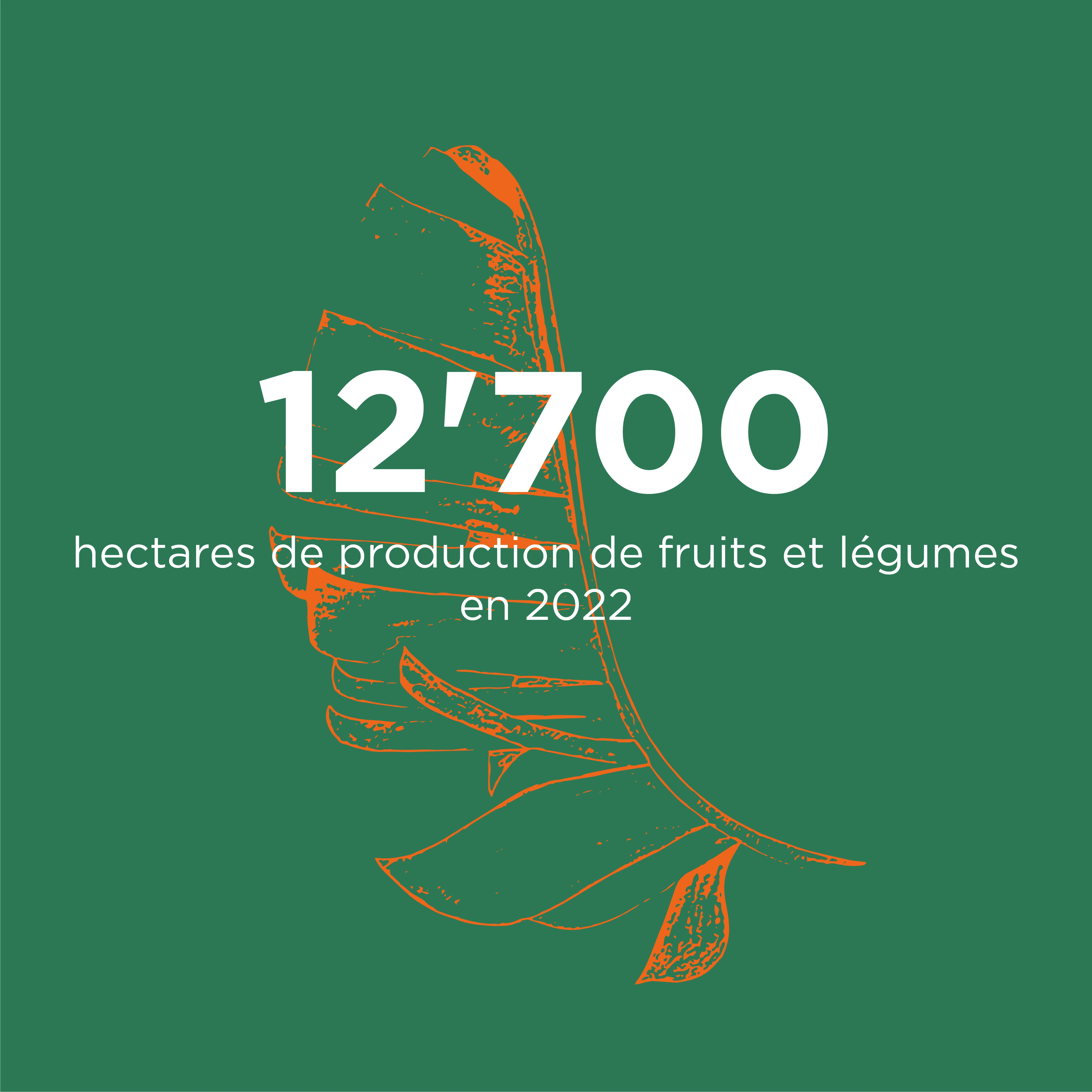 Hectares de production